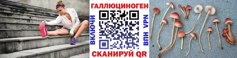 Галлюциногенные грибы Psilocybe  Ессентуки 