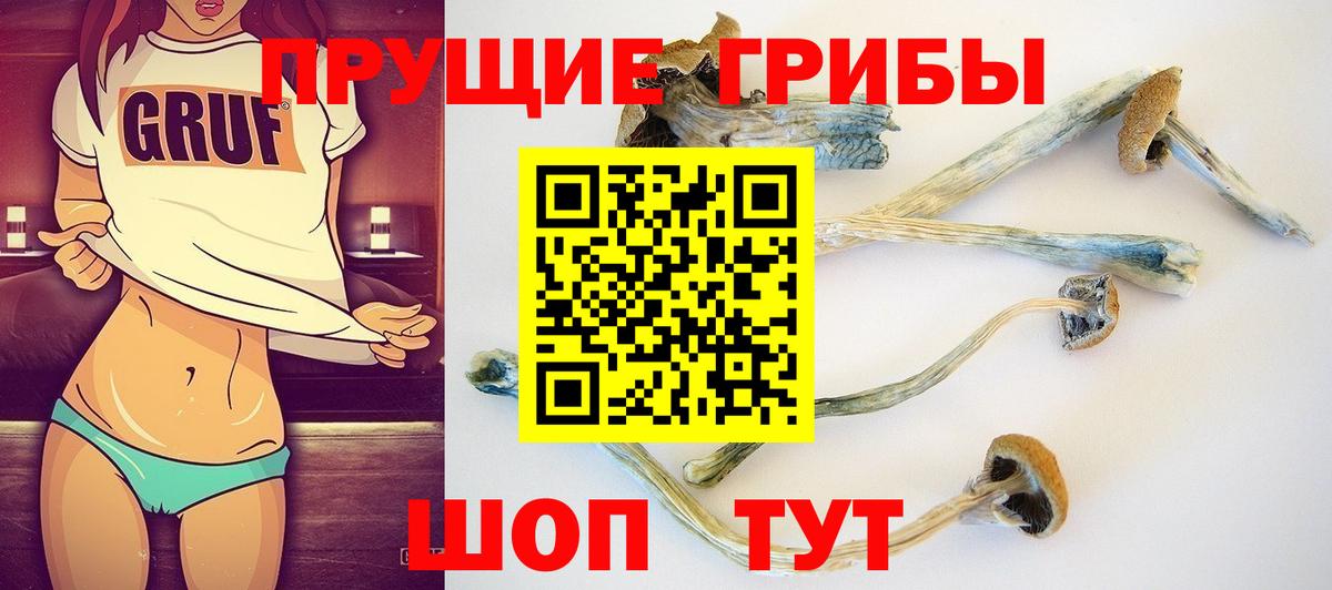 Ессентуки  Псилоцибиновые грибы Psilocybe  Вход с VPN 